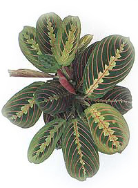 مارانتا لوکونورا